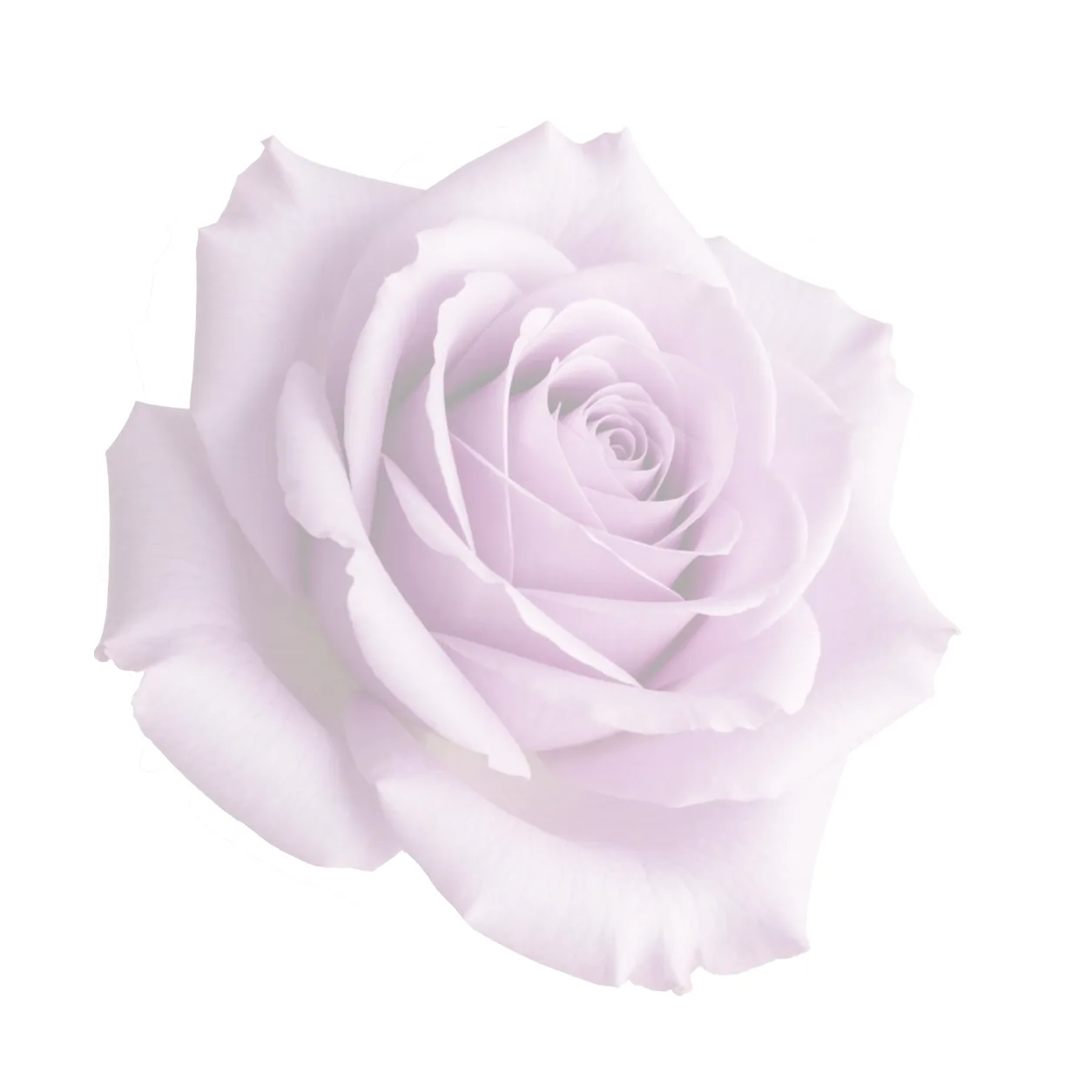 Watercolor flower illustration for Caregiving