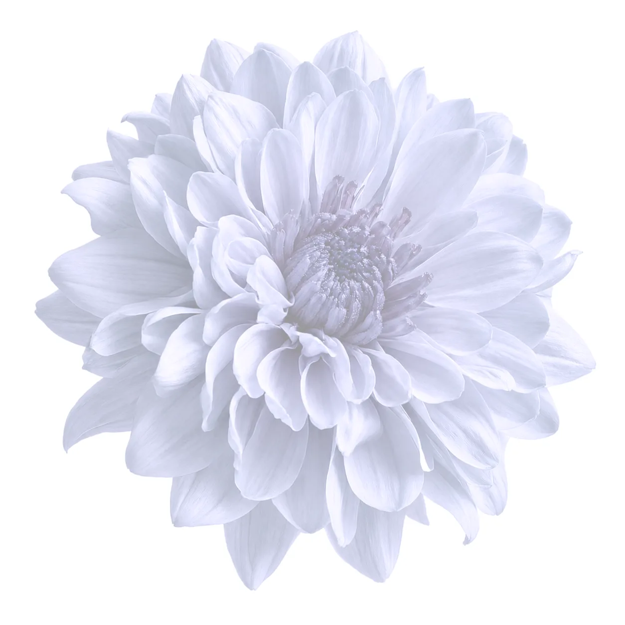 Watercolor flower illustration for Prayer