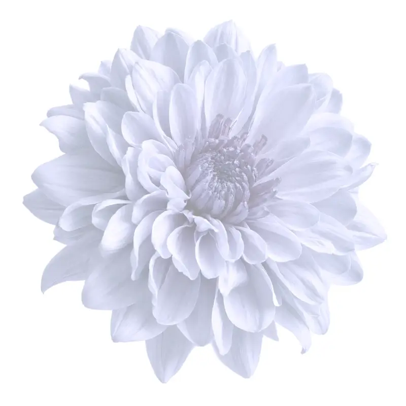 Watercolor flower illustration for Prayer