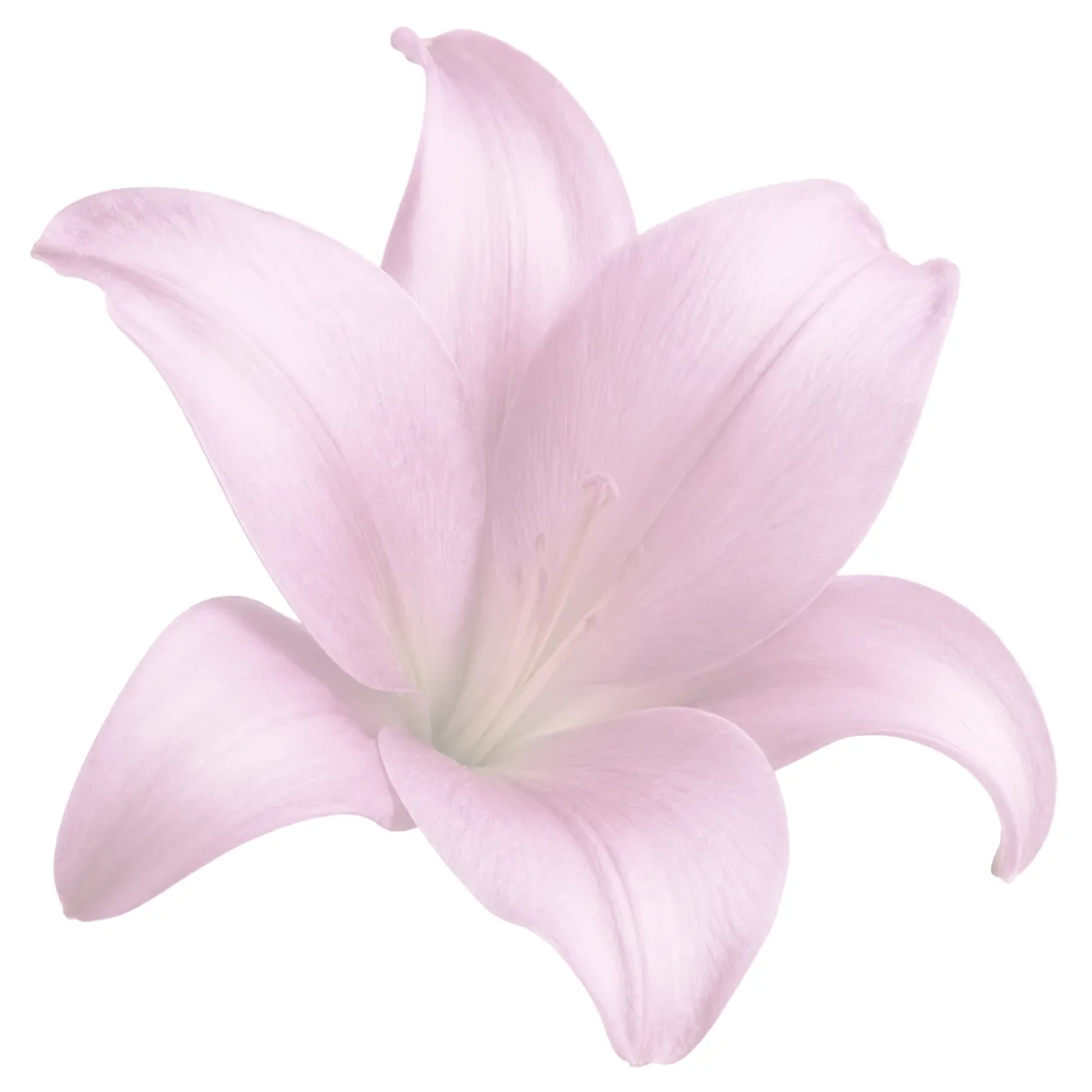 Watercolor flower illustration for Trusting God printables