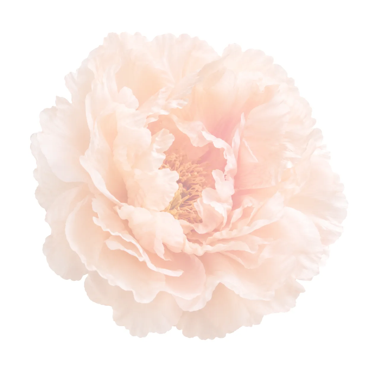 Watercolor flower illustration for Depression