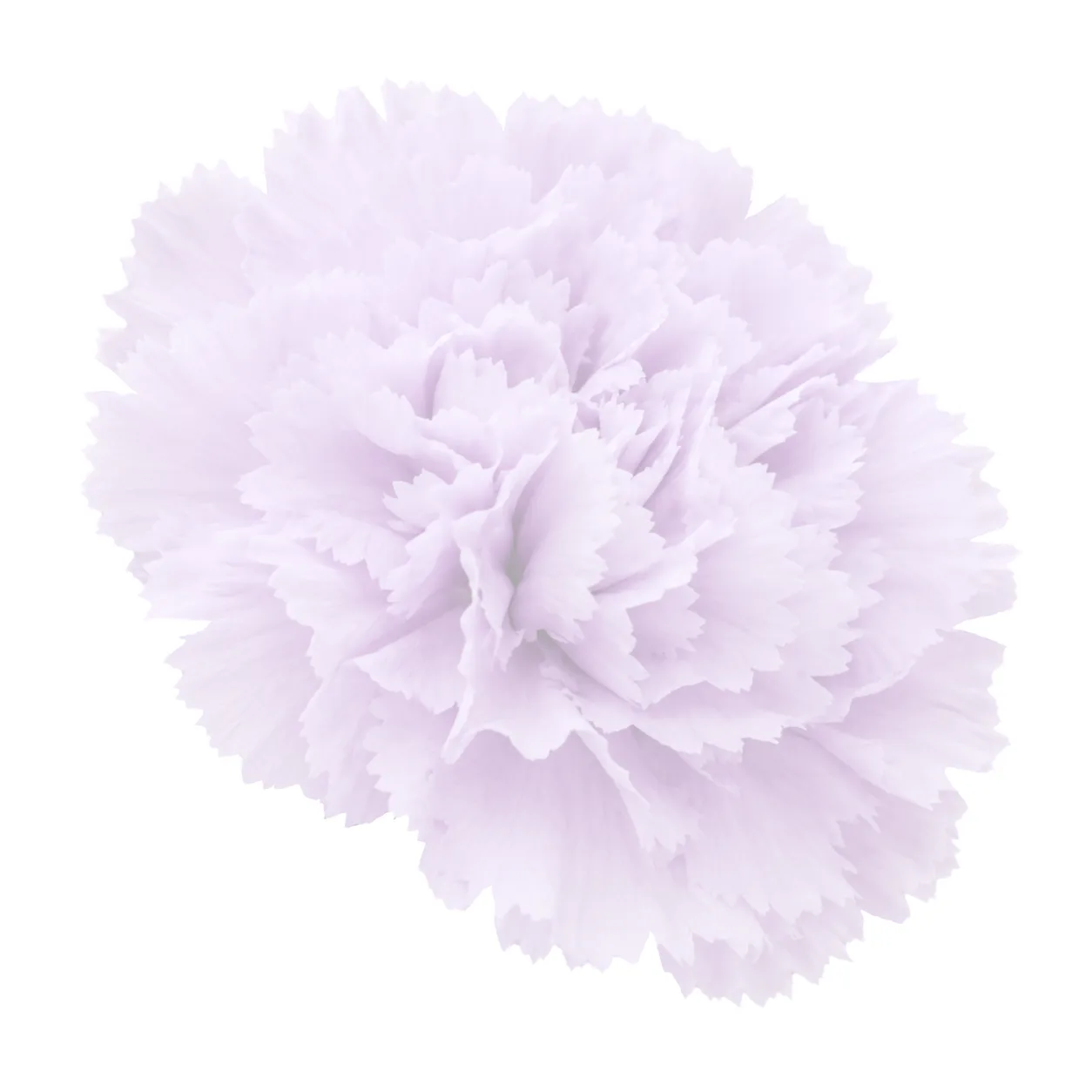 Watercolor flower illustration for Gratitude
