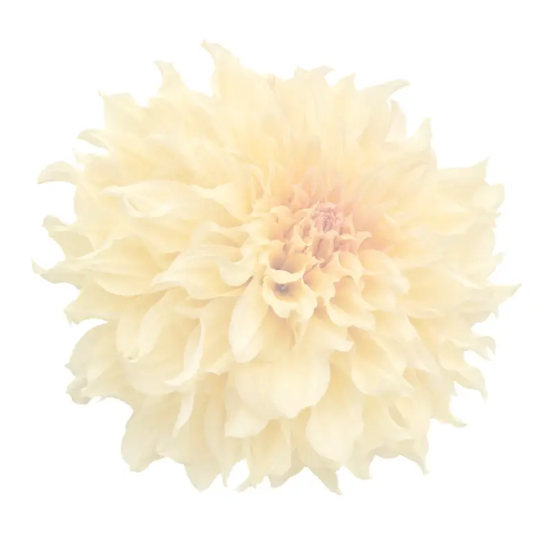 Watercolor flower illustration for Faith
