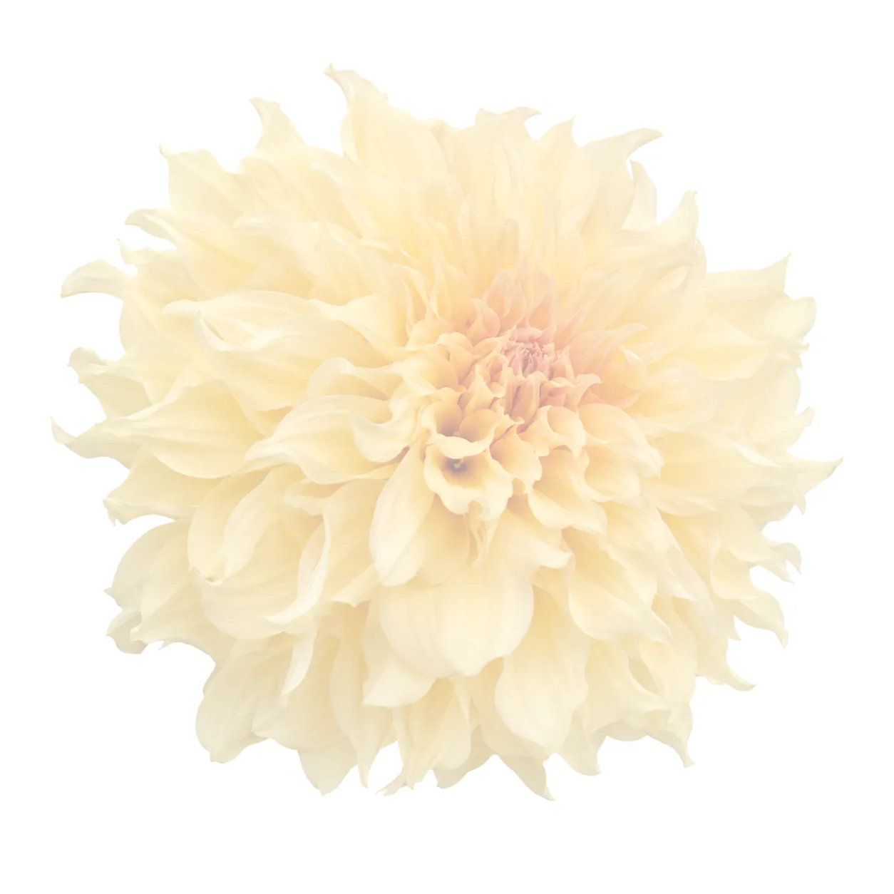 Watercolor flower illustration for Peace