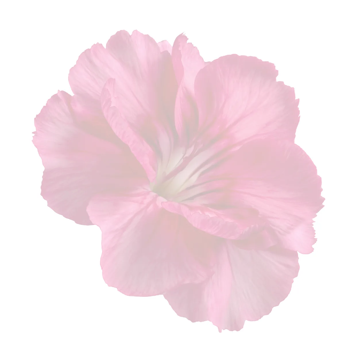 Watercolor flower illustration for Encouragement