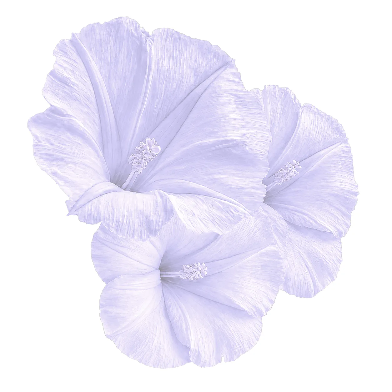Watercolor flower illustration for Anxiety