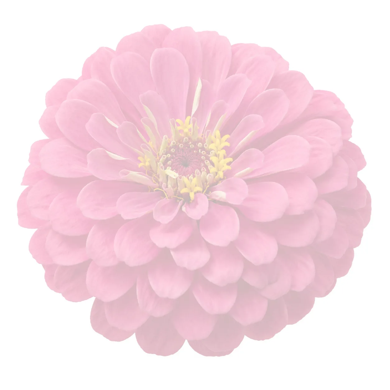 Watercolor flower illustration for Scripture Writing